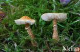 Okergele korrelhoed (Cystoderma amianthinum)