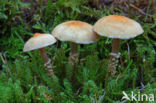 Okergele korrelhoed (Cystoderma amianthinum)