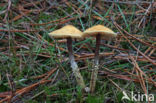 Okergele korrelhoed (Cystoderma amianthinum)