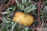 Okerkleurige vezeltruffel (Rhizopogon luteolus) 