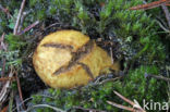 Okerkleurige vezeltruffel (Rhizopogon luteolus) 