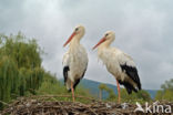 White Stork (Ciconia ciconia)