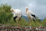 White Stork (Ciconia ciconia)