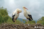 White Stork (Ciconia ciconia)