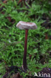 Oorlepelzwam (Auriscalpium vulgare) 