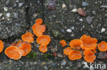 Orange Peel Fungus (Aleuria aurantiaca)