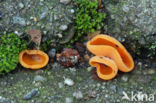 Orange Peel Fungus (Aleuria aurantiaca)