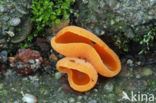 Orange Peel Fungus (Aleuria aurantiaca)