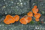 Orange Peel Fungus (Aleuria aurantiaca)