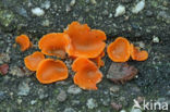Orange Peel Fungus (Aleuria aurantiaca)