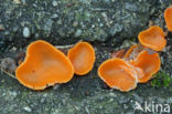 Oranje bekerzwam (Aleuria aurantiaca)