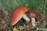 Leccinum versipelle