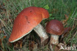 Leccinum versipelle