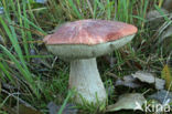 Rosse populierboleet (Leccinum rufum)