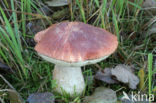 Rosse populierboleet (Leccinum rufum)