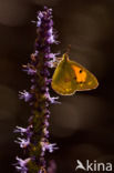 Oranje luzernevlinder (Colias croceus)