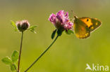 Oranje luzernevlinder (Colias croceus)