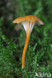 Orange Mosscap (Rickenella fibula)