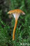 Oranjegeel trechtertje (Rickenella fibula)