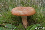 Milkcap (Lactarius spec)