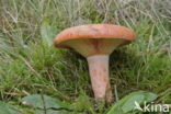 Milkcap (Lactarius spec)