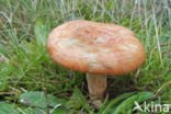 Oranjegroene melkzwam (Lactarius spec)