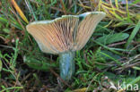 Oranjegroene melkzwam (Lactarius spec)