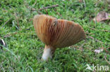 Oranjegroene melkzwam (Lactarius spec)