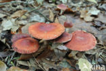 Oranjerode stropharia (Psilocybe aurantiaca)