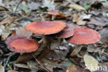 Oranjerode stropharia (Psilocybe aurantiaca)