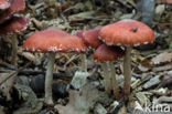 Oranjerode stropharia (Psilocybe aurantiaca)