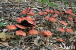 Oranjerode stropharia (Psilocybe aurantiaca)