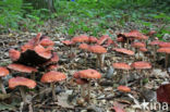 Oranjerode stropharia (Psilocybe aurantiaca)