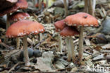 Oranjerode stropharia (Psilocybe aurantiaca)