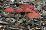 Oranjerode stropharia (Psilocybe aurantiaca)