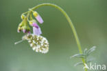 Oranjetipje (Anthocharis cardamines)