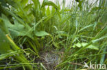 Paapje (Saxicola rubetra)