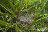 Whinchat (Saxicola rubetra)