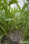 Whinchat (Saxicola rubetra)