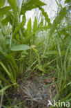 Paapje (Saxicola rubetra)