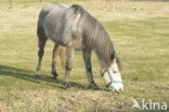 Paard (Equus spp)