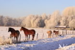 Paard (Equus spp)