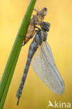 Paardenbijter (Aeshna mixta)