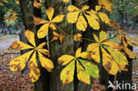 Horse-chestnut (Aesculus hippocastanum)