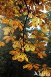 Horse-chestnut (Aesculus hippocastanum)