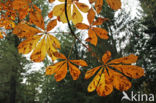 Horse-chestnut (Aesculus hippocastanum)