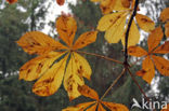 Paardenkastanje (Aesculus hippocastanum)