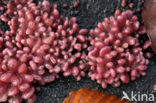 Purple Jellydisc (Ascocoryne sarcoides)