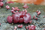 Purple Jellydisc (Ascocoryne sarcoides)