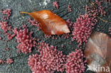 Purple Jellydisc (Ascocoryne sarcoides)